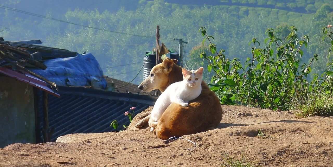 Een hond en een kat liggen samen in de zon